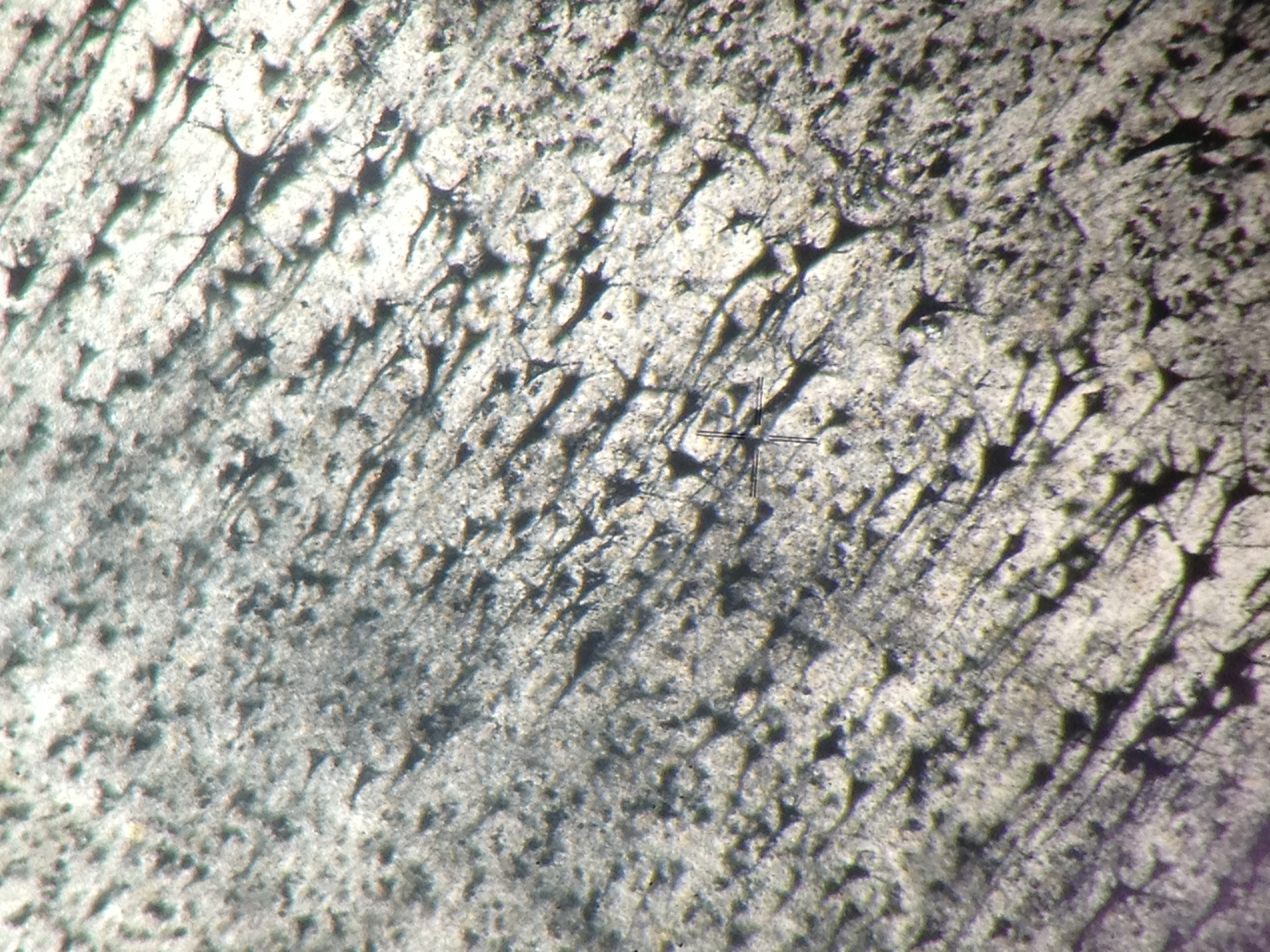 Neuron stain — original research